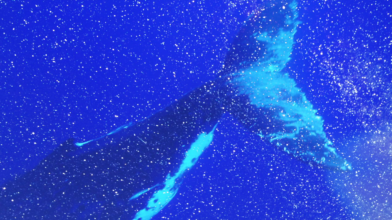 Eclore Faunix visuel baleine