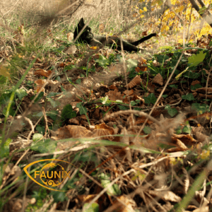 Couverture Automne Saisons des Phoenix Faunix