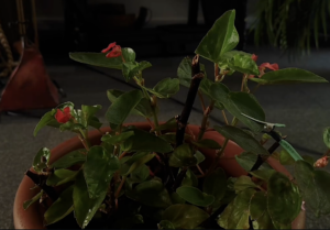 Plante grasse, musique des plantes
