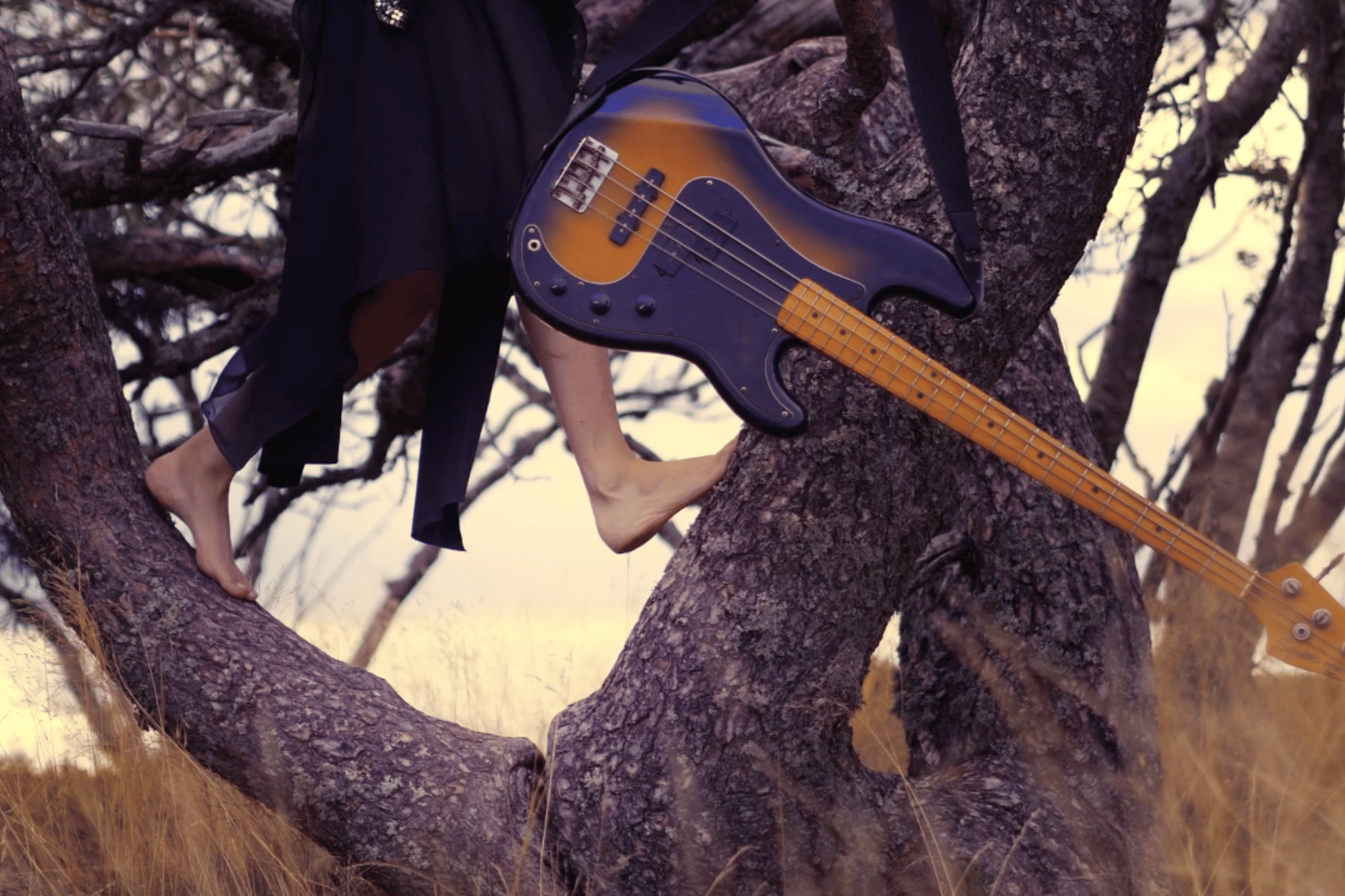 Faunix, guitare dans un arbre